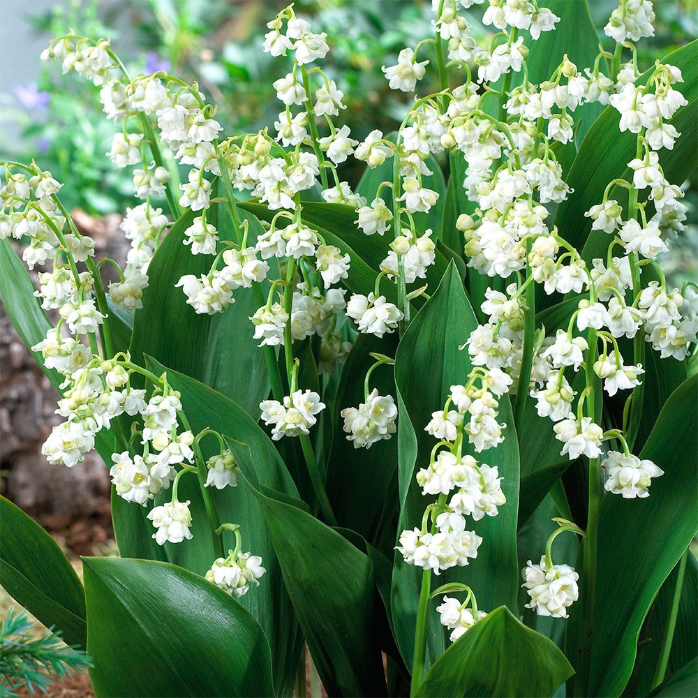 Convallaria Majalis Prolificans | Lily-Of-The-Valley