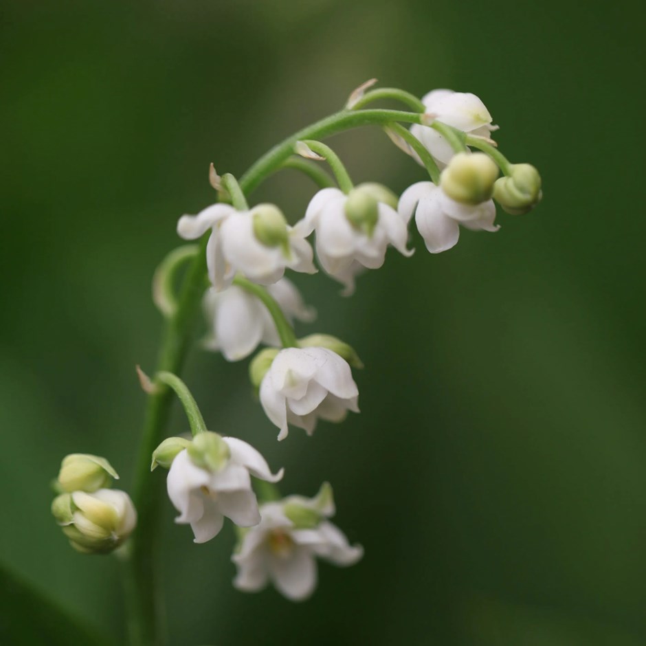 Convallaria Majalis Prolificans | Lily-Of-The-Valley