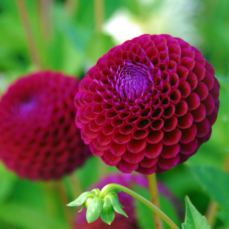 Dahlia Downham Royal | Ball Dahlia