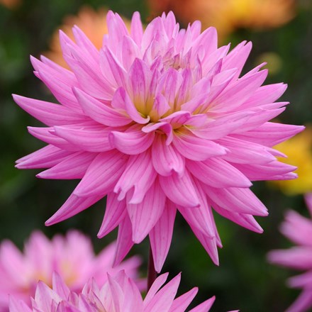 Dahlia Karma Pink Corona | Cactus Dahlia