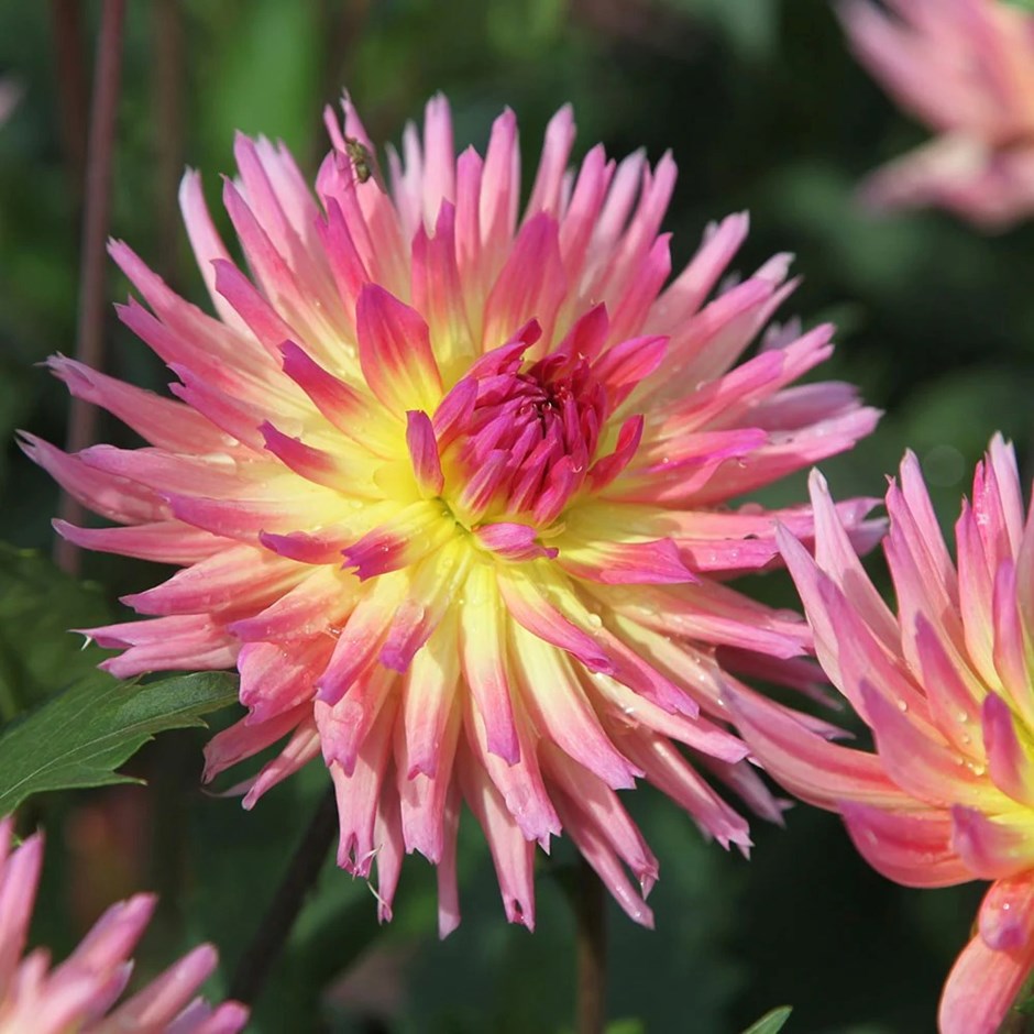 Dahlia Karma Sangria | Cactus Dahlia