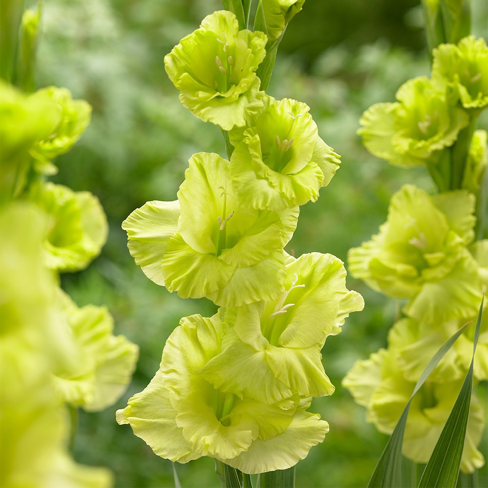Gladiolus Green Star | Gladioli Or Sword Lily