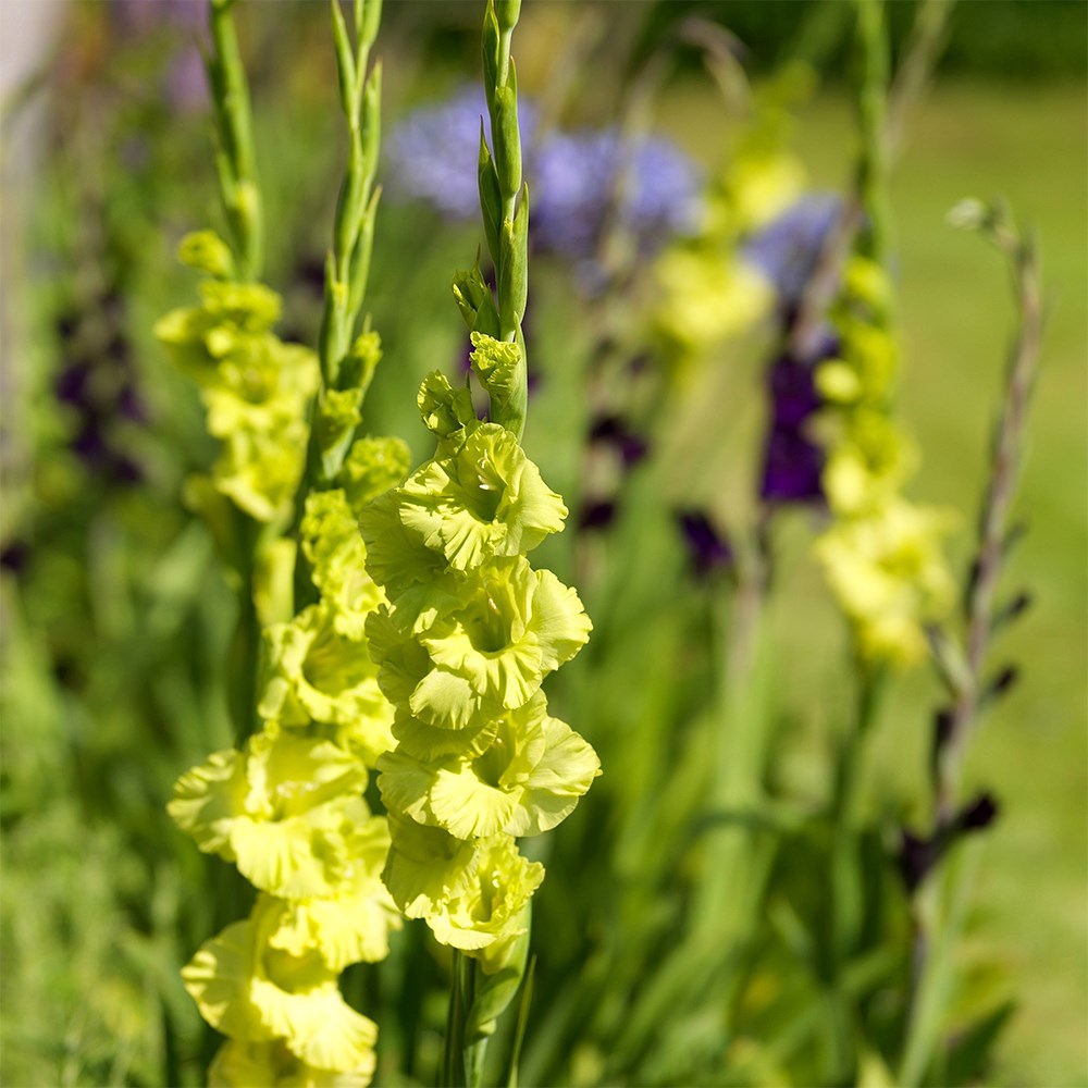 Gladiolus Green Star