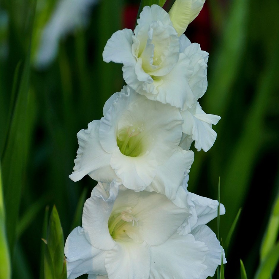 Gladiolus White Prosperity | Gladioli