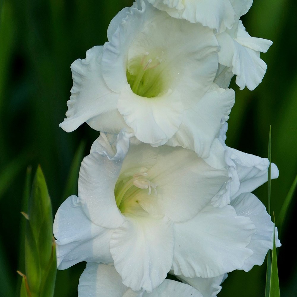Gladiolus White Prosperity | Gladioli