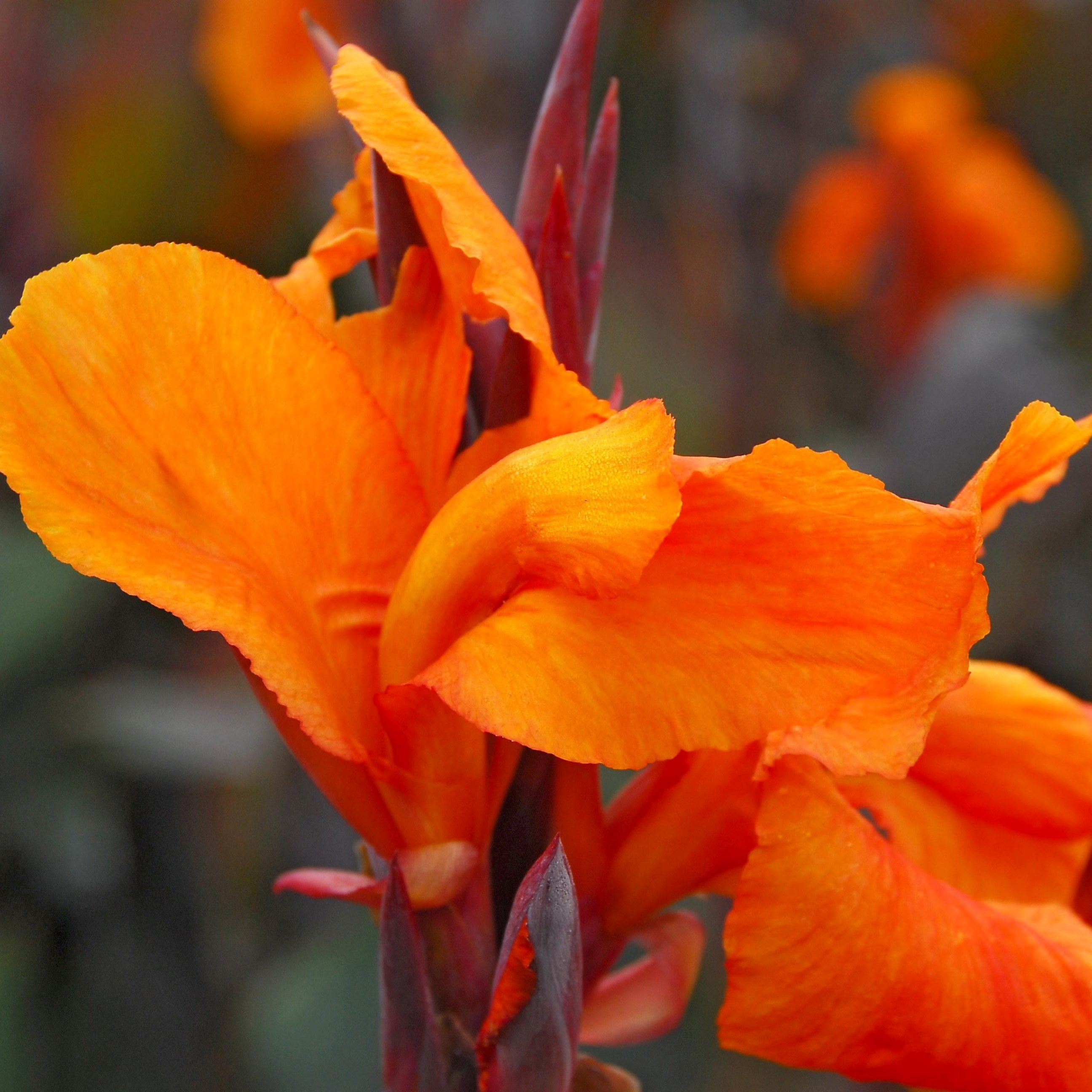 Canna Wyoming | Indian Shot