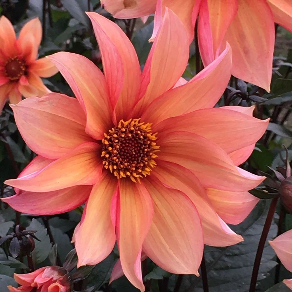 Dahlia Waltzing Mathilda | Dahlia