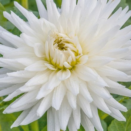 Dahlia My Love | Semi-cactus Dahlia