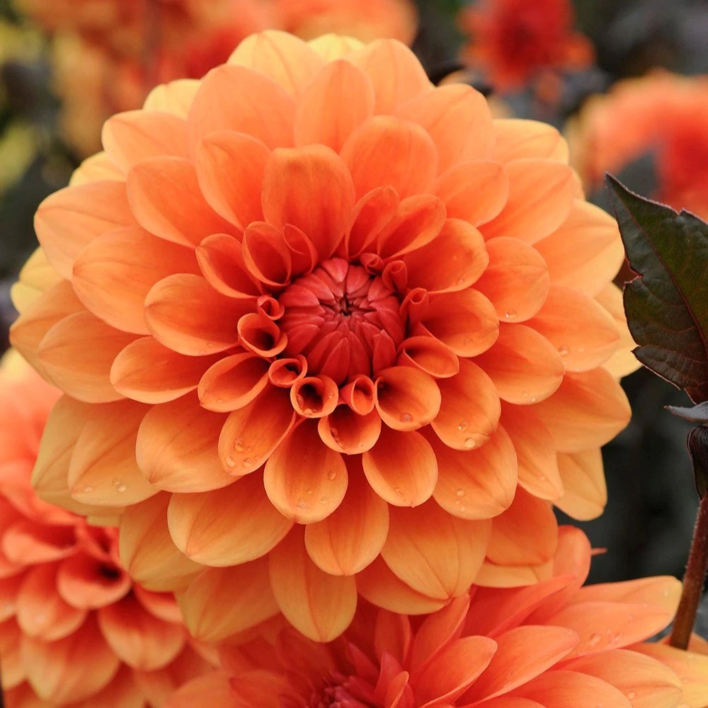 Dahlia David Howard | Decorative Dahlia