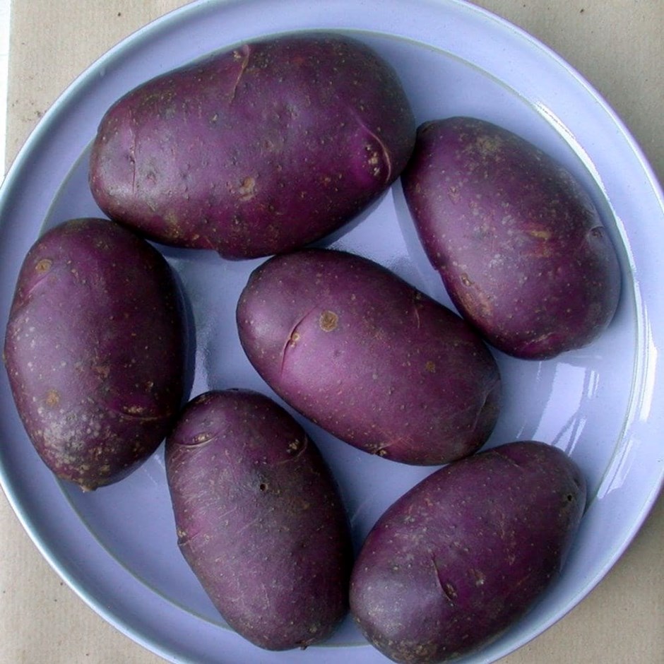 Potato Blue Danube | Early Maincrop | Scottish Basic Seed Potato