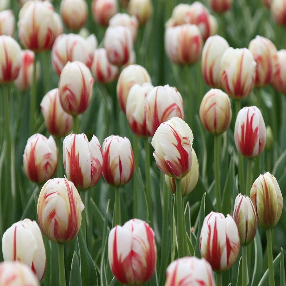 Tulipa Carnaval De Rio | Triumph Tulip