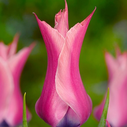 Tulipa Yonina | Lily Flowered Tulip