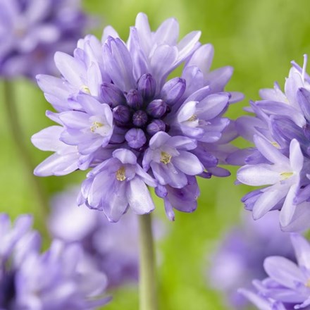 Dichelostemma Congestum | Congested Snake Lily