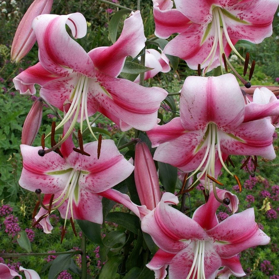 Lilium Anastasia | Skyscraper Anastasia Lily