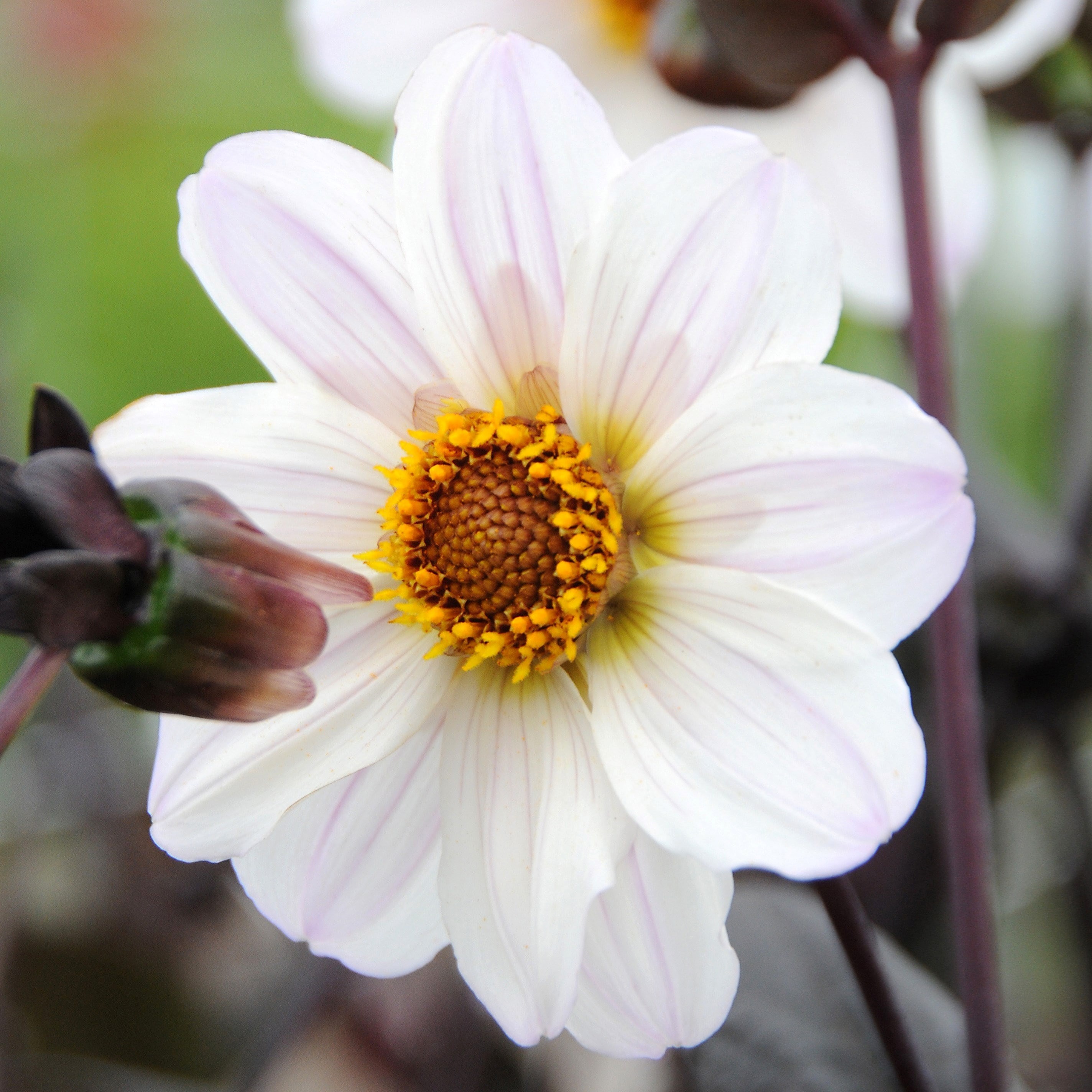 Dahlia Bishop Of Dover | Single-Flowered Dahlia