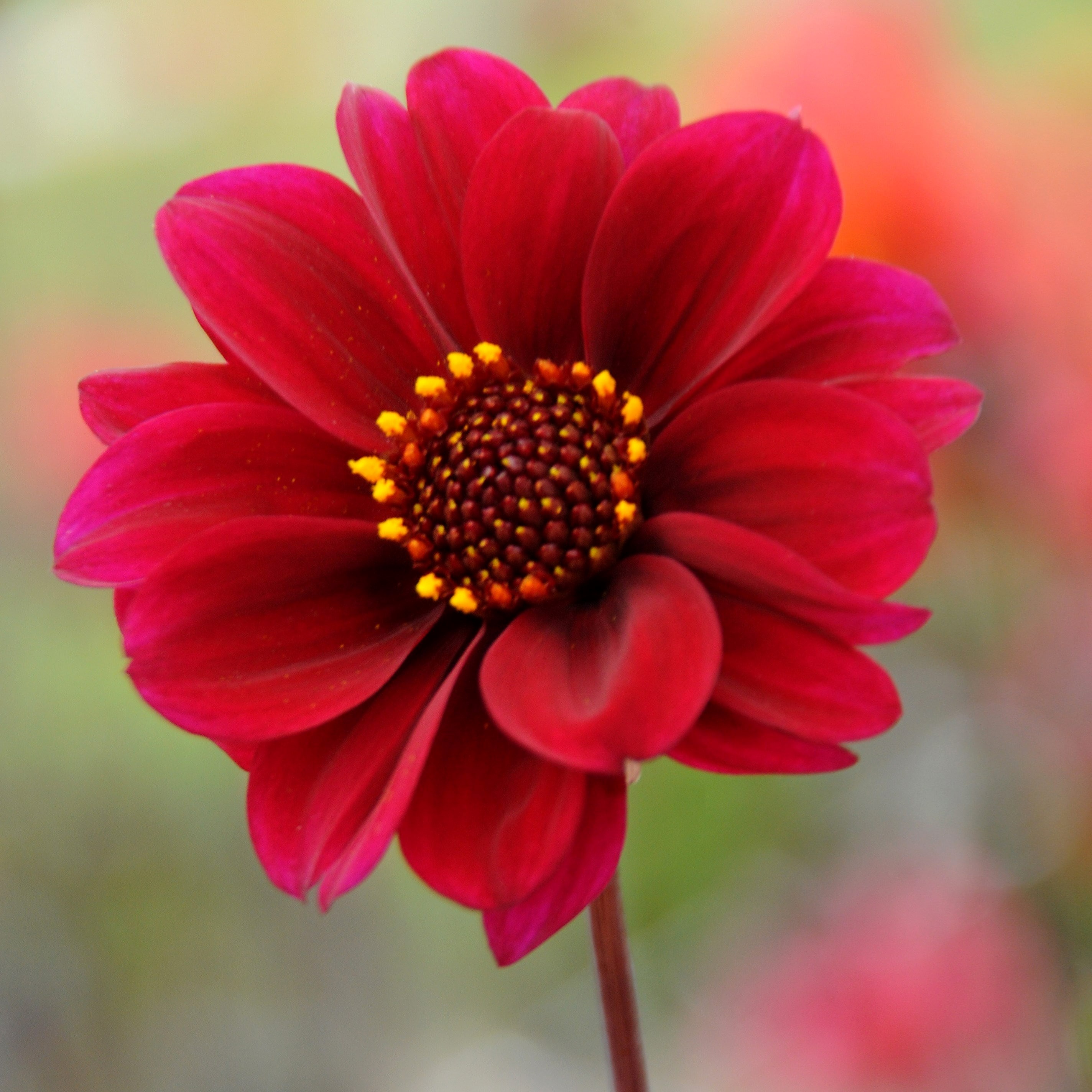 Dahlia Bishop of Canterbury | Paeony-flowered Dahlia
