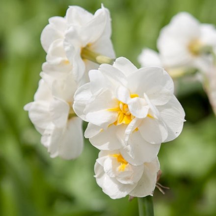 Narcissus Bridal Crown | Double Daffodil