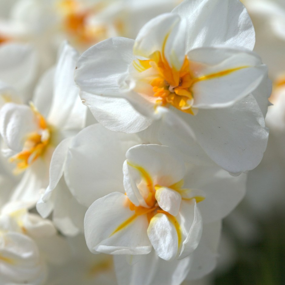 Narcissus Sir Winston Churchill | Double Daffodil