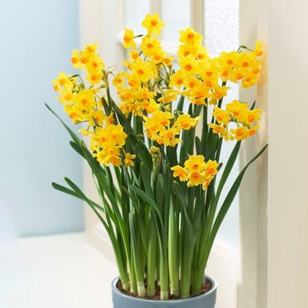 Narcissus Grand Soleil dOr | Tazetta Daffodil | Indoor Daffodil
