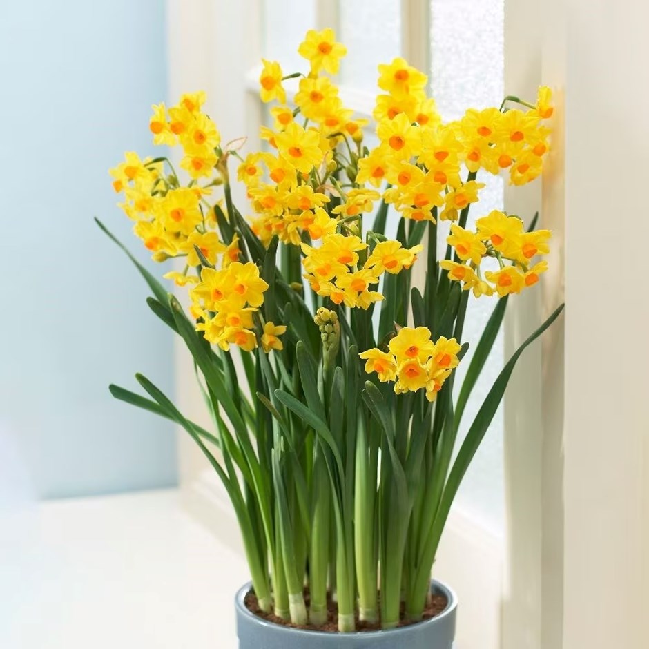 Narcissus Grand Soleil dOr | Tazetta Daffodil | Indoor Daffodil