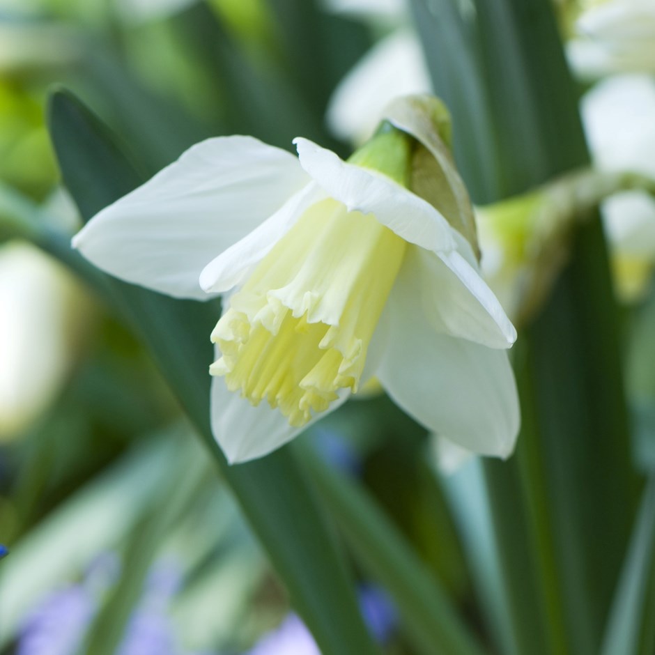 Narcissus Ice Follies | Large Cupped Daffodil