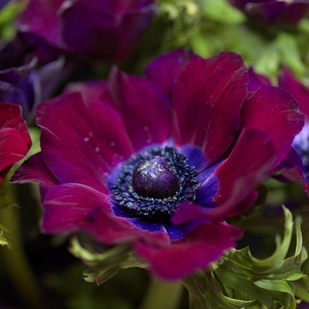 Anemone Coronaria Bordeaux | Garden Anemone
