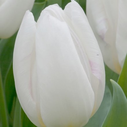 Tulipa White Prince | Single Early Tulip