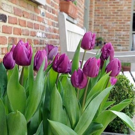 Tulipa Purple Prince | Single Early Tulip