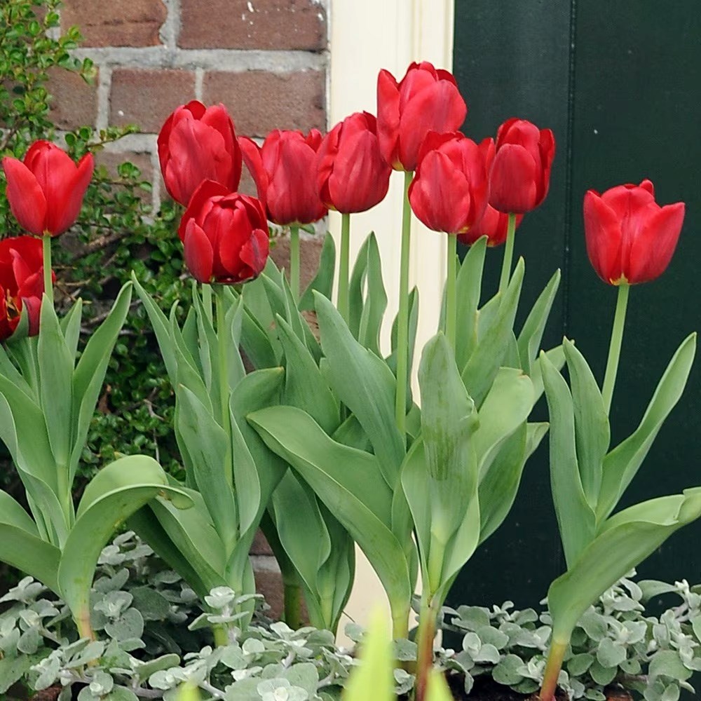 Tulipa Princesse Charmante | Greigii Tulip