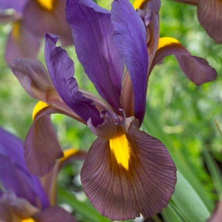 Iris Tigereye | Dutch Iris Eye of the Tiger