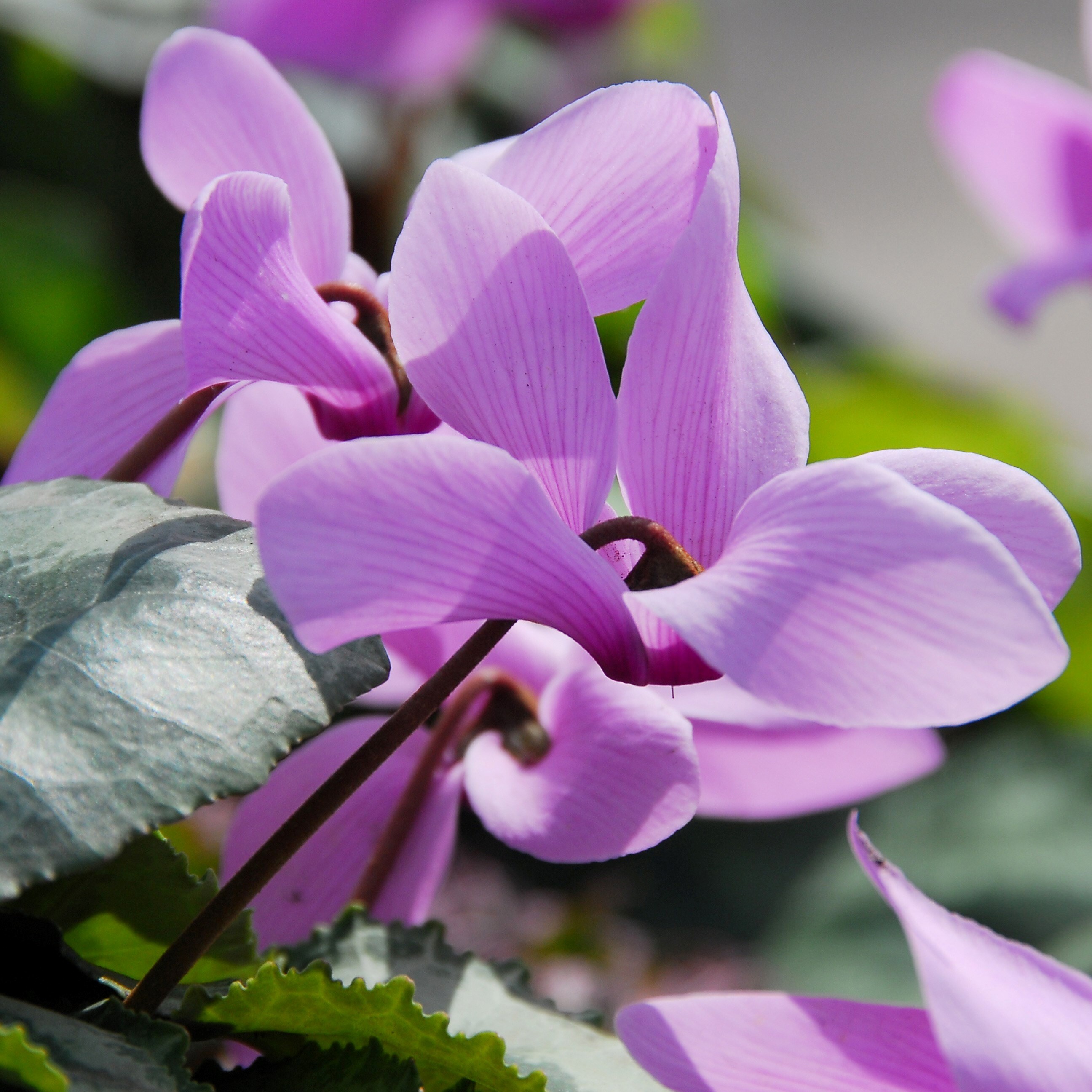 Cyclamen Cilicium | Sowbread