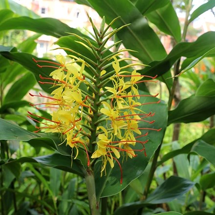 Hedychium gardnerianum | Kahili Ginger Lily