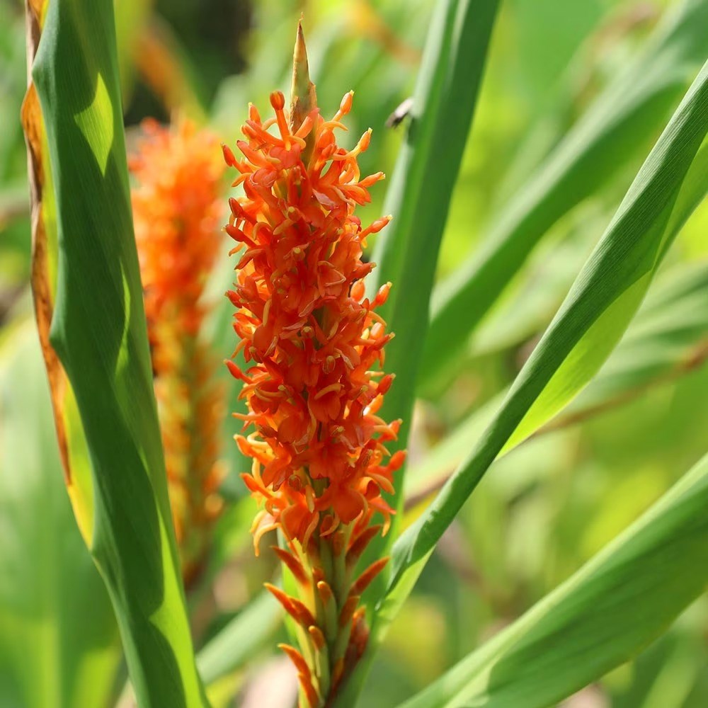 Hedychium Densiflorum | Ginger Lily
