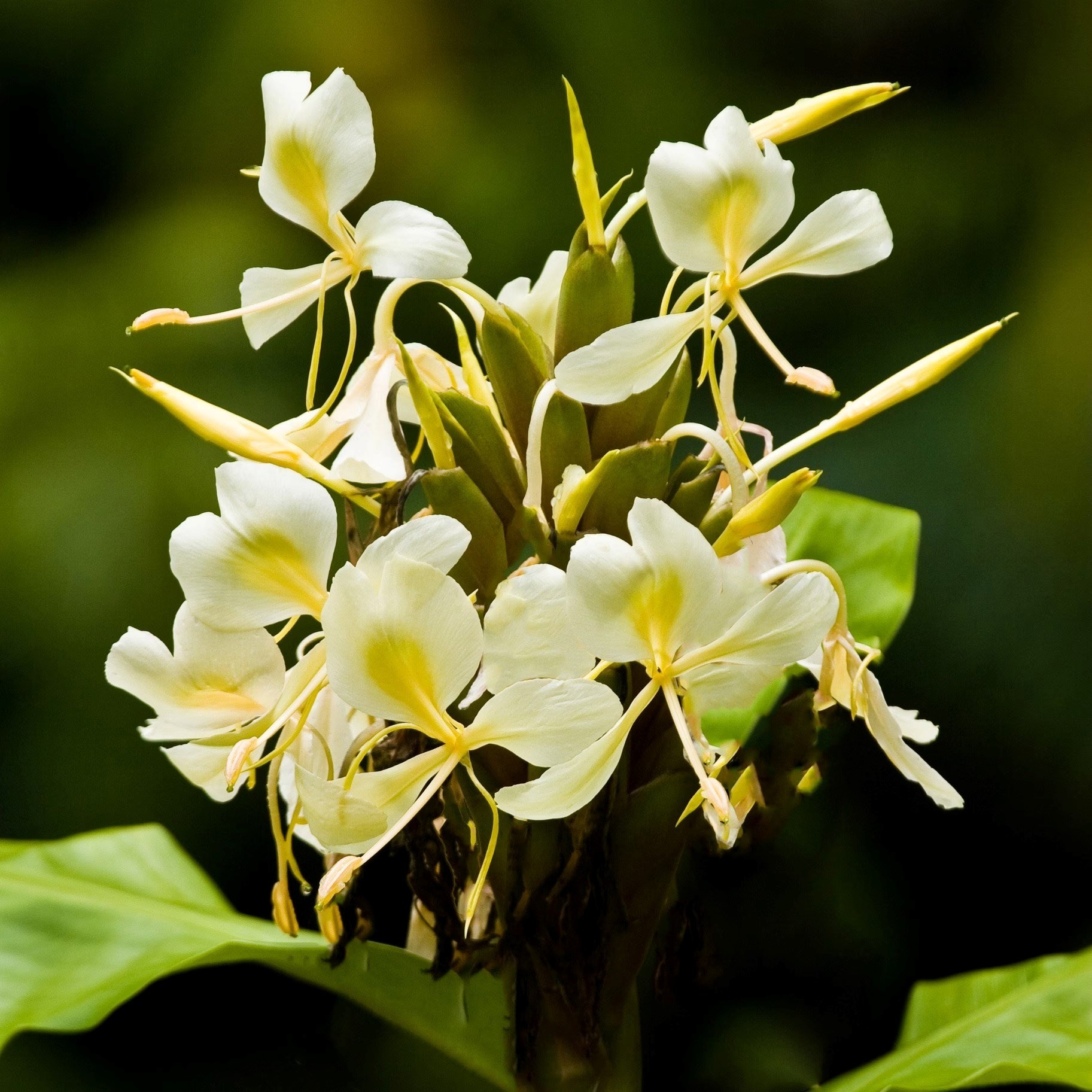 Hedychium Flavescens | Yellow Ginger Lily