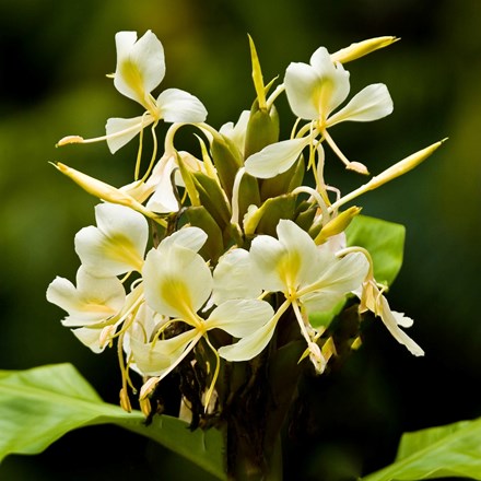 Hedychium flavescens | Yellow Ginger Lily |