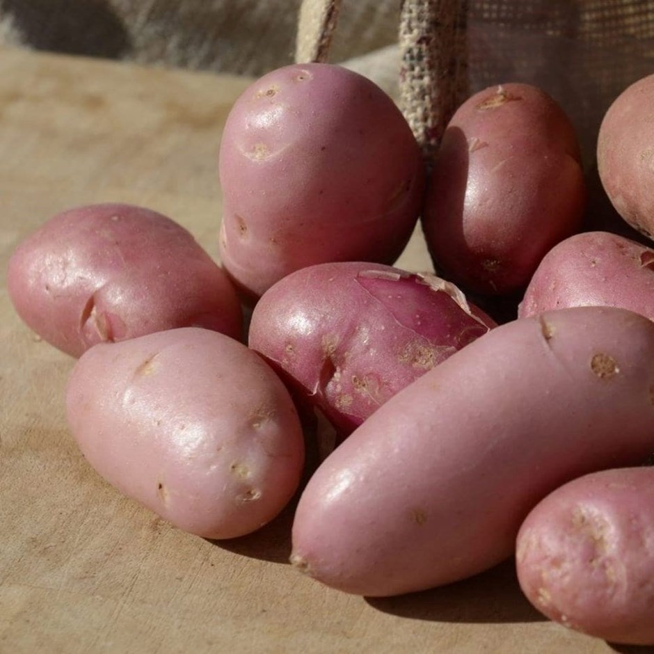 Potato Sarpo Una | Second Early | Scottish Basic Seed Potato