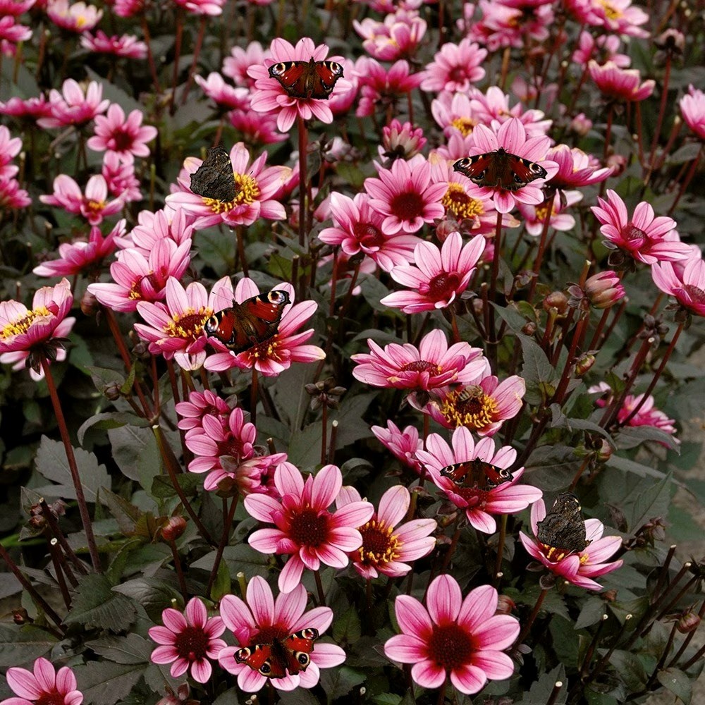 Dahlia Pretty Woman | Single-Flowered Dahlia