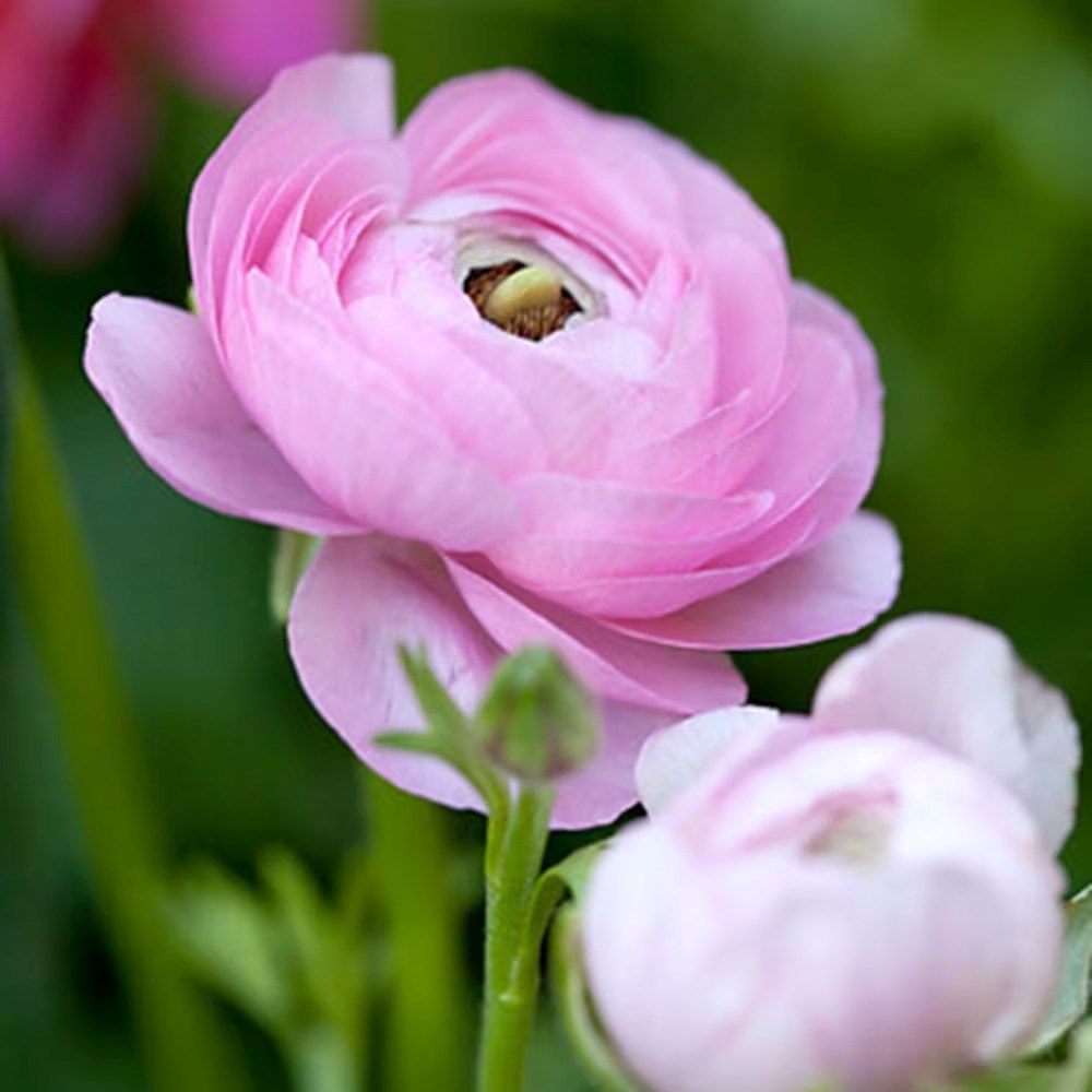 Ranunculus Asiaticus Aviv Rose