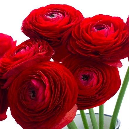 Ranunculus Asiaticus Aviv Red