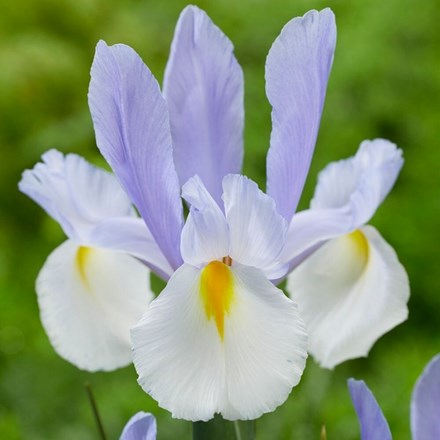 Iris Silvery Beauty | Dutch Iris