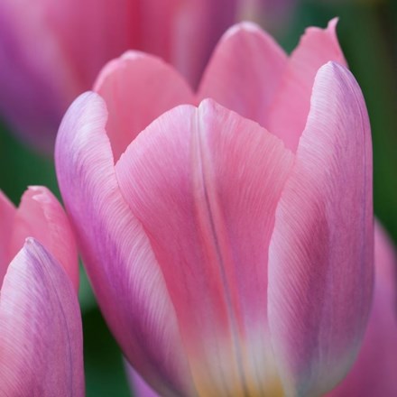Tulipa Light and Dreamy | Darwin Hybrid Tulip