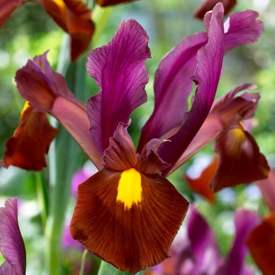 Iris Red Ember | Dutch Iris