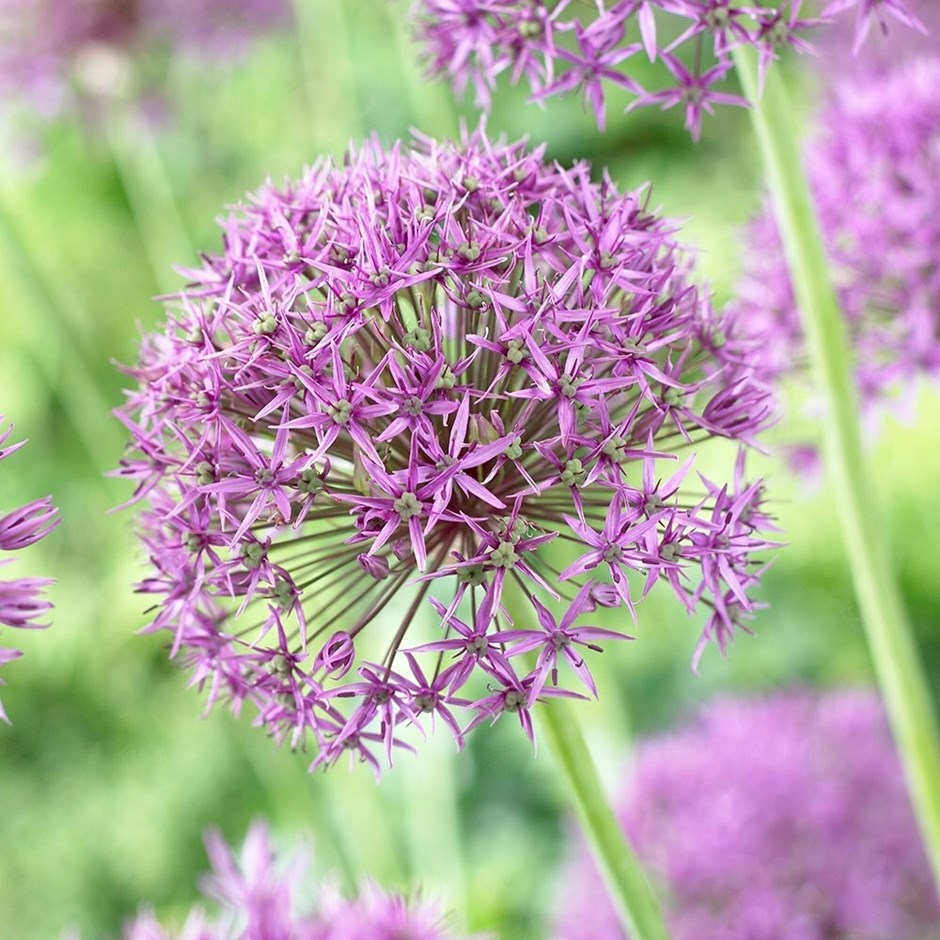 Allium Stipitatum Violet Beauty | Ornamental Onion