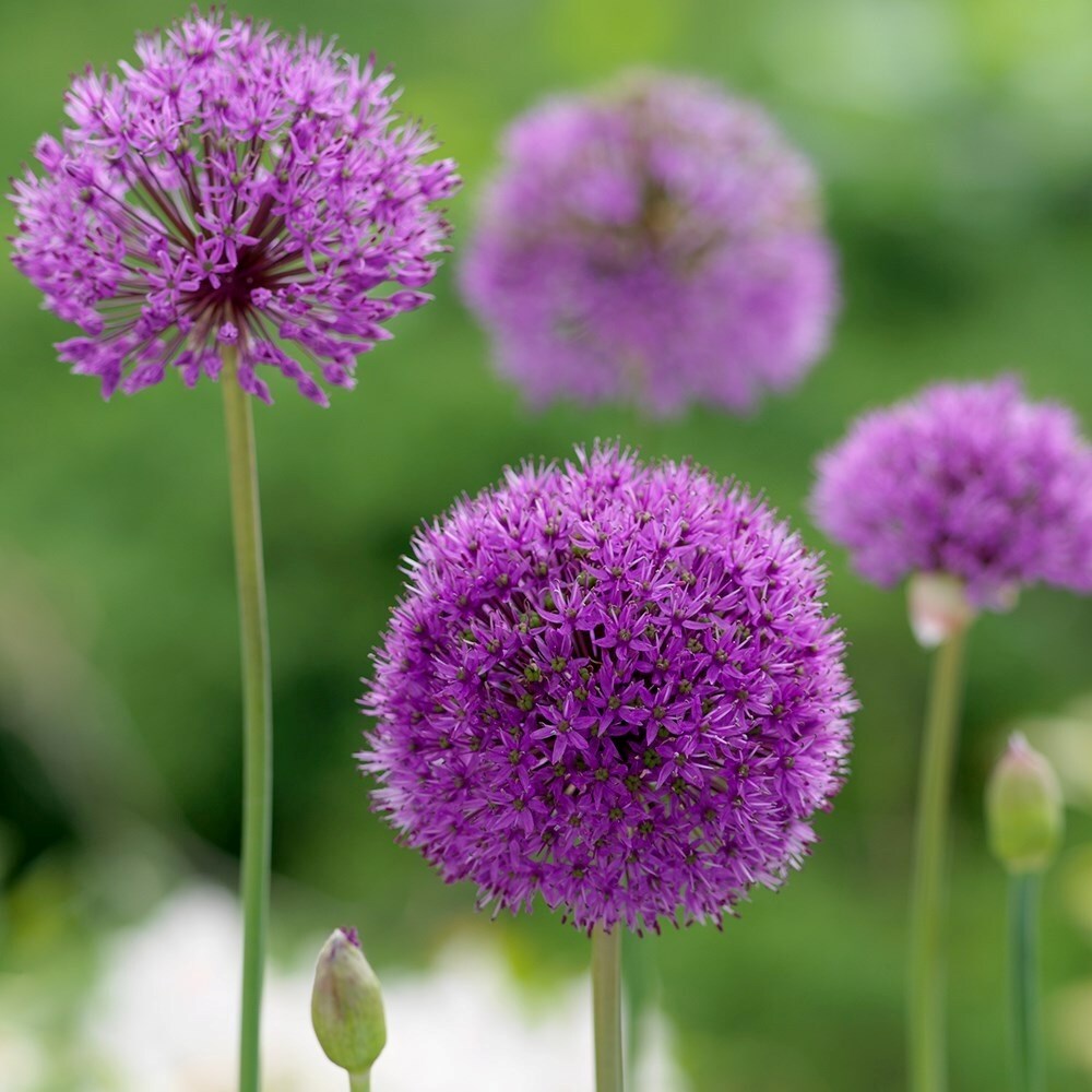 Allium Hollandicum | Ornamental Onion