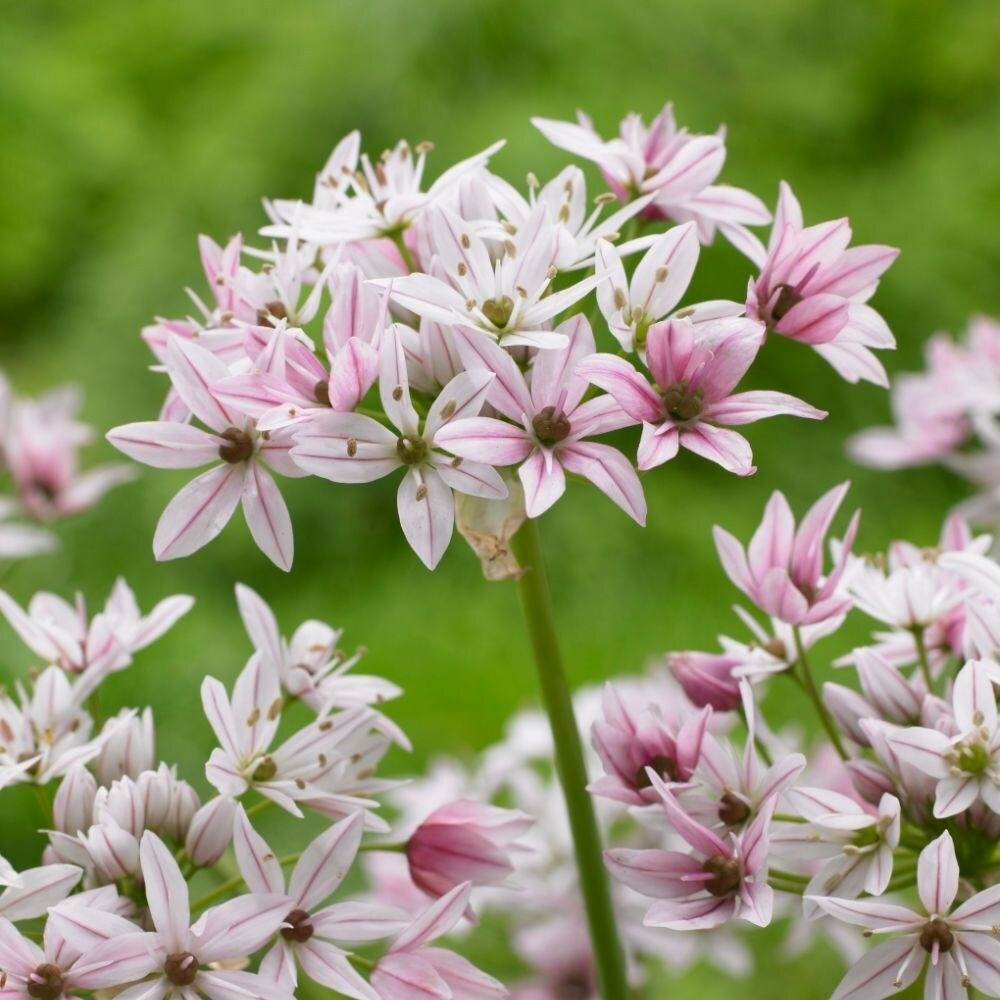 Allium Cameleon | Ornamental Onion