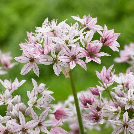 Allium Cameleon | Ornamental Onion