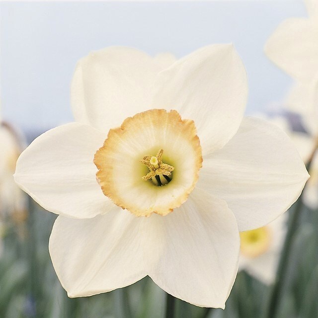 Narcissus High Society | Daffodil