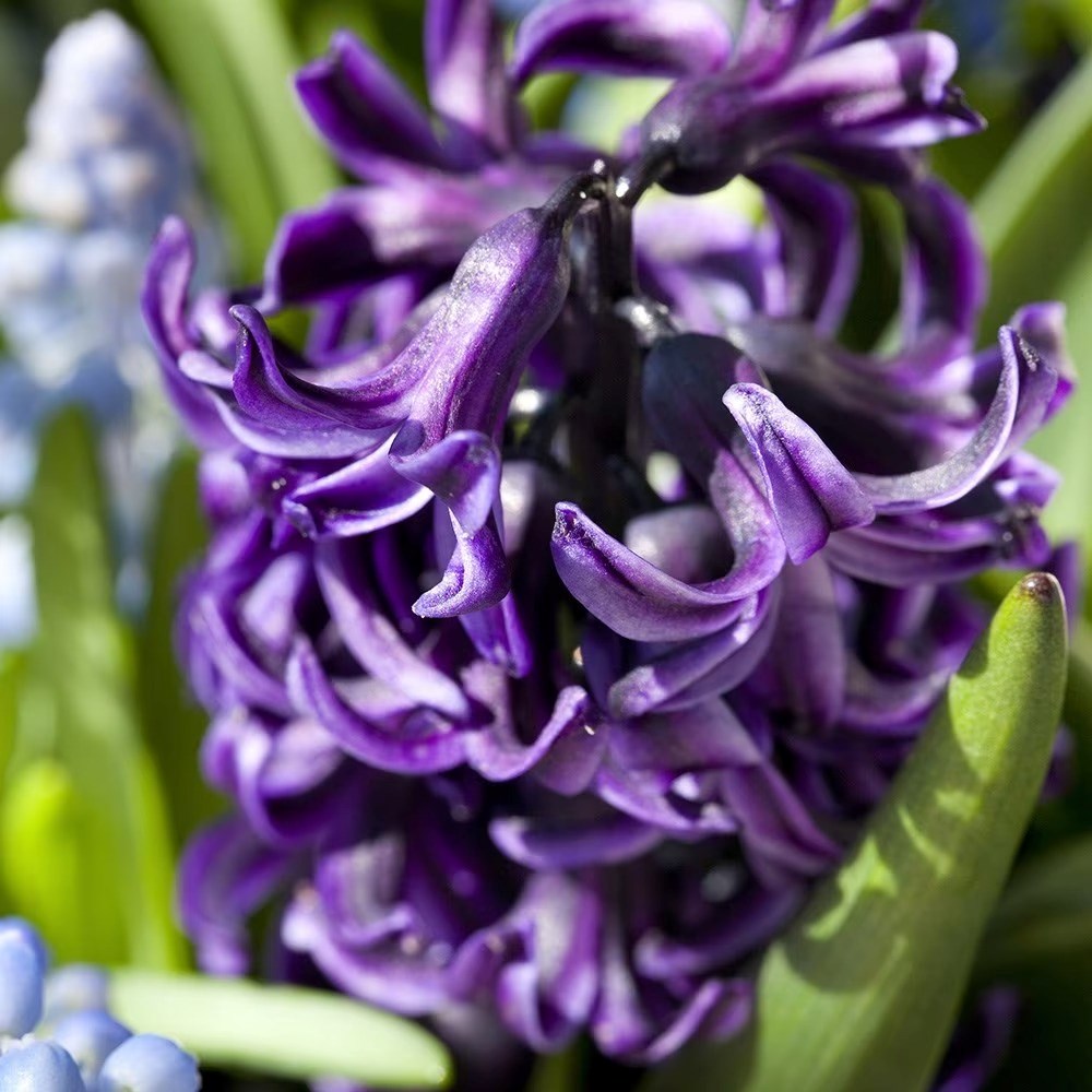 Hyacinthus Orientalis Peter Stuyvesant | Hyacinth