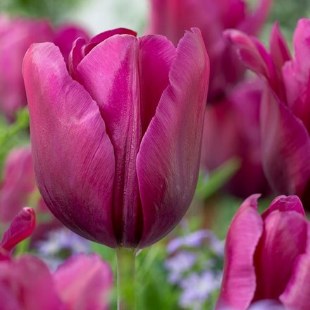 Tulipa Purple Rain | Triumph Tulip