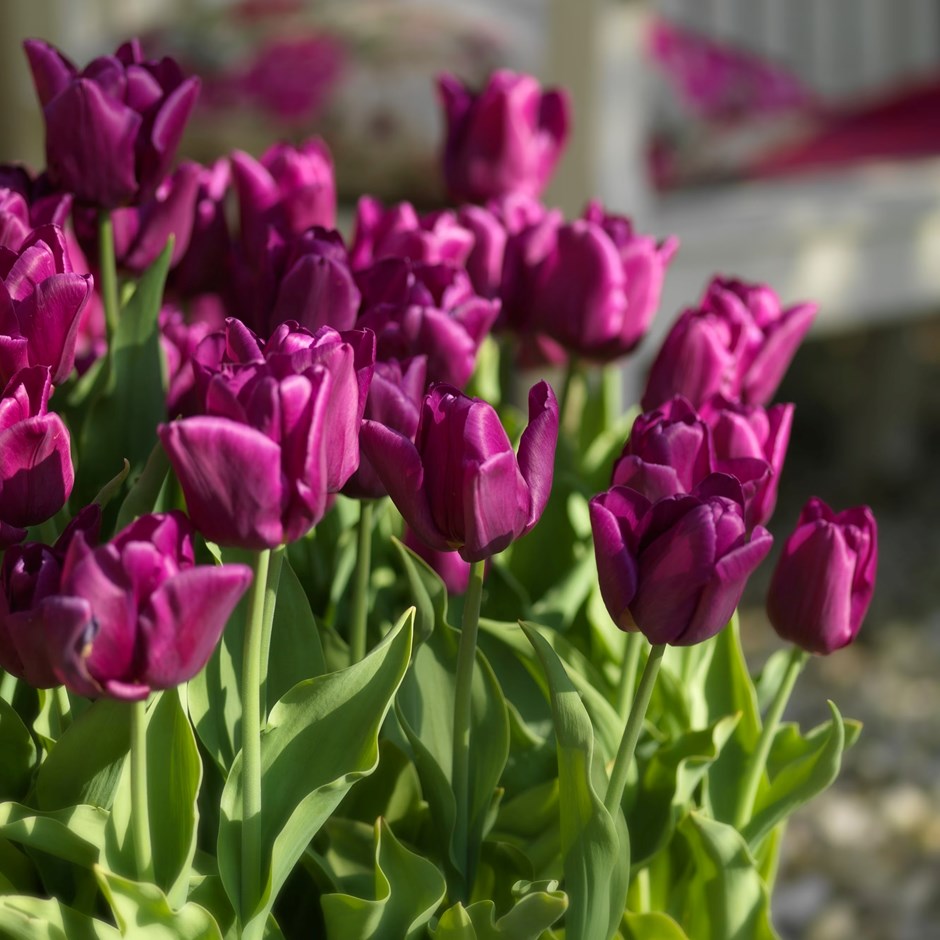 Tulipa Passionale | Triumph Tulip